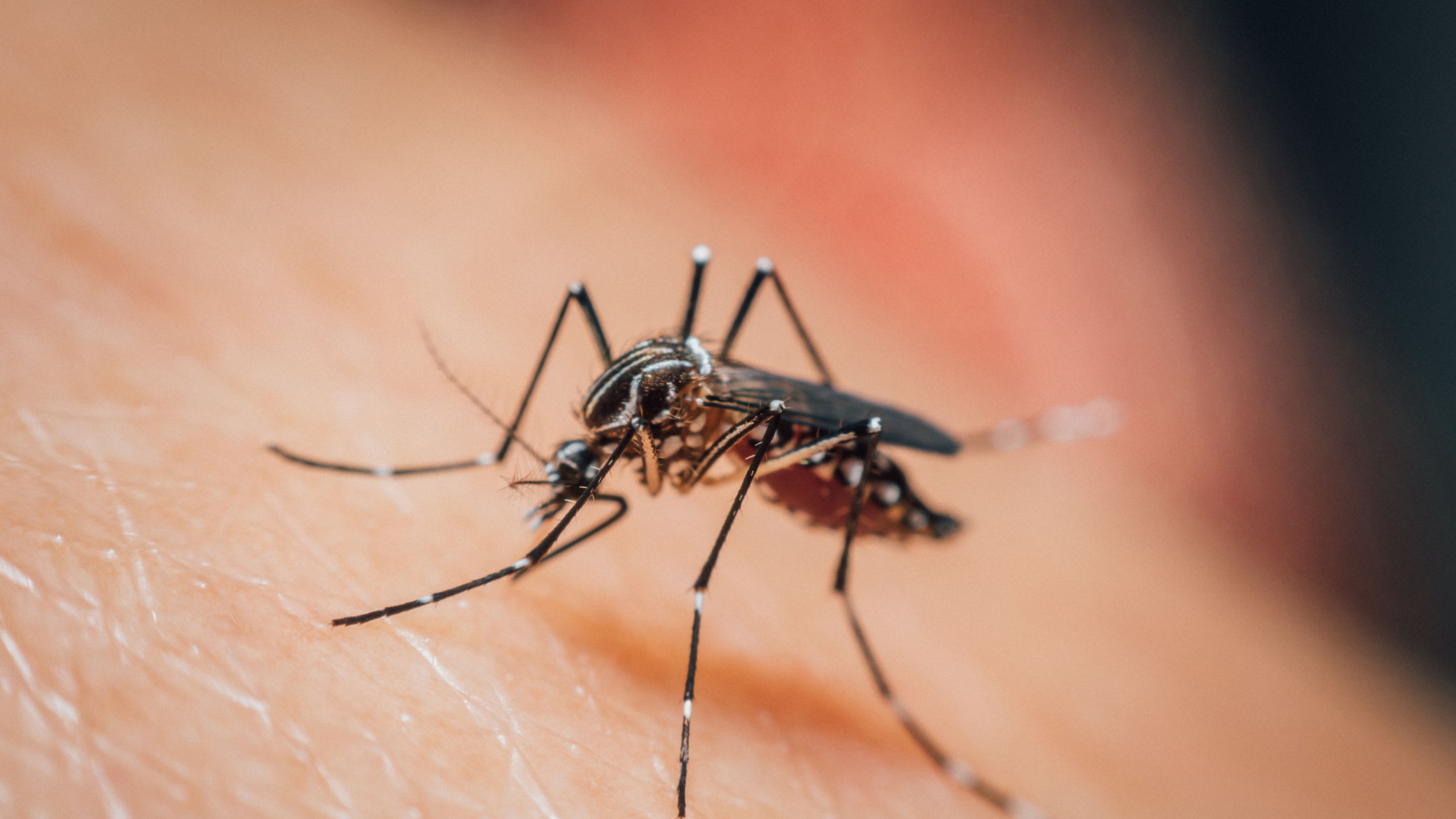 Ficar atento aos sintomas específicos da dengue, zika e chikungunya é fundamental para uma resposta rápida e eficaz